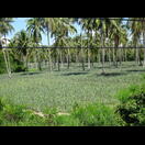 Ananaspflanzen unter Kokospalmen